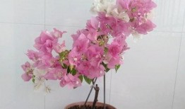 娱乐吃瓜酱三角梅,吃瓜酱视角下的娱乐圈三角关系揭秘