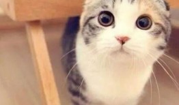 娱乐吃瓜君七七和折耳猫