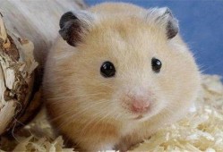 娱乐吃瓜酱当仓鼠店老板,揭秘当仓鼠店老板的趣味日常