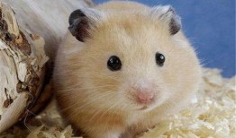 娱乐吃瓜酱当仓鼠店老板,揭秘当仓鼠店老板的趣味日常