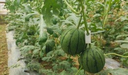 吃瓜网51官网版