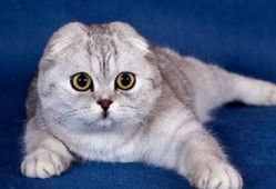 娱乐吃瓜君七七和折耳猫