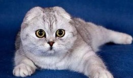 娱乐吃瓜君七七和折耳猫