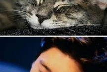 娱乐圈吃瓜猫是谁,揭秘娱乐圈幕后真相的神秘人物