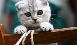 娱乐吃瓜君七七和折耳猫