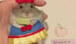 娱乐吃瓜酱当仓鼠店老板,揭秘当仓鼠店老板的趣味日常